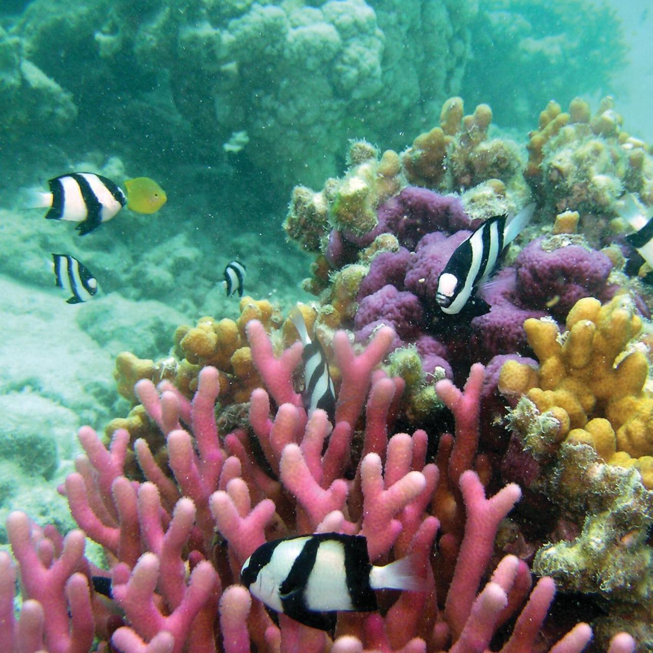 Reef Suite Agnes Water Eksteriør bilde