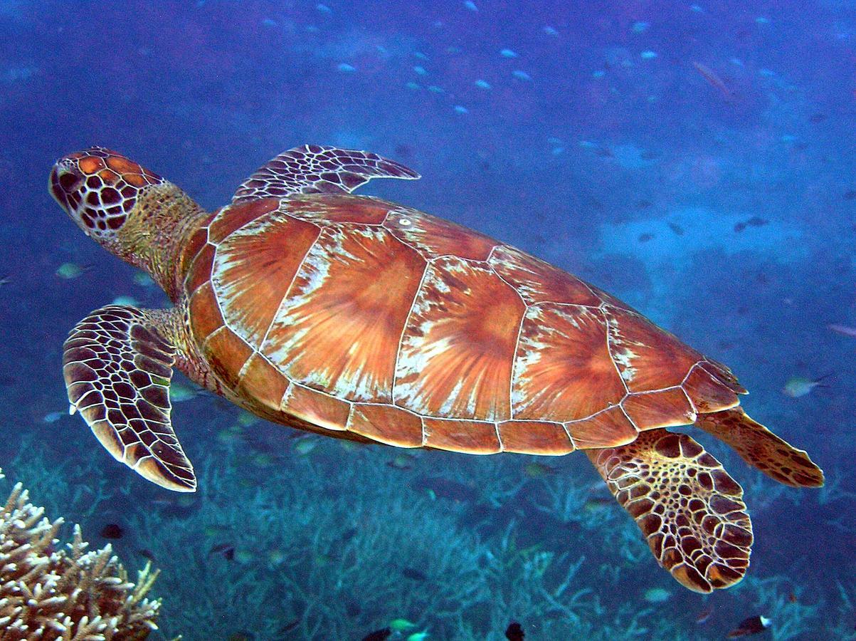 Reef Suite Agnes Water Eksteriør bilde
